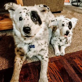 Illustration de l'article : 20 photos d'animaux ayant trouvé leur sosie sous forme de peluche
