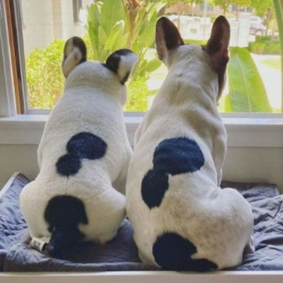 Illustration de l'article : 20 photos d'animaux ayant trouvé leur sosie sous forme de peluche