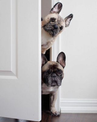 Illustration de l'article : 20 photos d'animaux ayant trouvé leur sosie sous forme de peluche