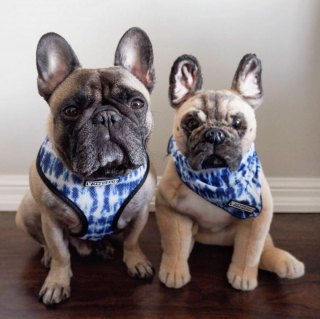 Illustration de l'article : 20 photos d'animaux ayant trouvé leur sosie sous forme de peluche