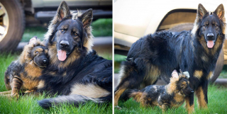 Illustration de l'article : 20 photos d'animaux ayant trouvé leur sosie sous forme de peluche