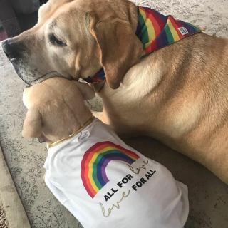 Illustration de l'article : 20 photos d'animaux ayant trouvé leur sosie sous forme de peluche