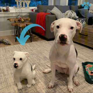 Illustration de l'article : 20 photos d'animaux ayant trouvé leur sosie sous forme de peluche