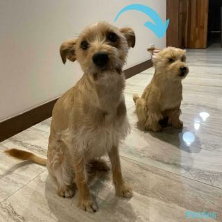 Illustration de l'article : 20 photos d'animaux ayant trouvé leur sosie sous forme de peluche