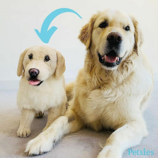 Illustration de l'article : 20 photos d'animaux ayant trouvé leur sosie sous forme de peluche