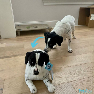 Illustration de l'article : 20 photos d'animaux ayant trouvé leur sosie sous forme de peluche