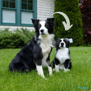 Illustration de l'article : 20 photos d'animaux ayant trouvé leur sosie sous forme de peluche