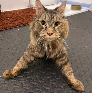 Illustration de l'article : Une chatte surmonte ses problèmes neurologiques grâce à l'amour et la bienveillance des autres animaux (vidéo)