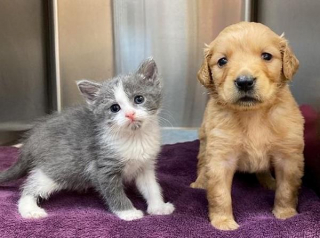 Illustration de l'article : Un chaton et un chiot orphelins découverts dans la rue nouent une merveilleuse relation