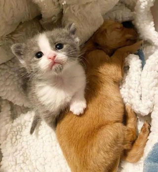 Illustration de l'article : Un chaton et un chiot orphelins découverts dans la rue nouent une merveilleuse relation