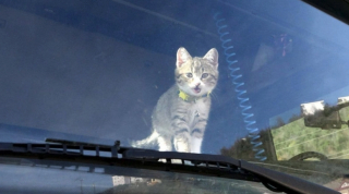 Illustration de l'article : Jeté par un automobiliste, ce chaton devient le compagnon de voyage d'un routier