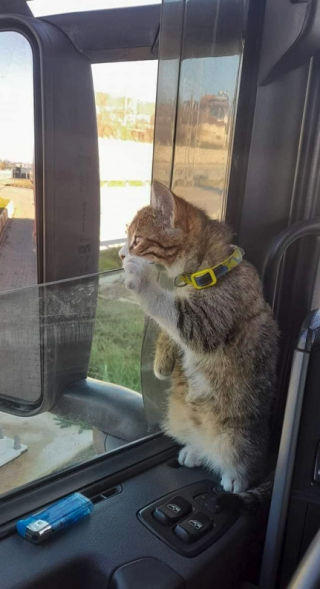 Illustration de l'article : Jeté par un automobiliste, ce chaton devient le compagnon de voyage d'un routier