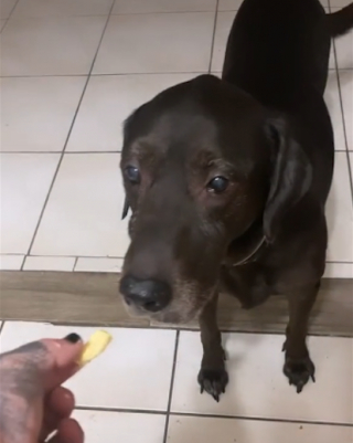 Illustration de l'article : Le dernier adieu émouvant d'une femme à son chien senior et malade provoque un flot de larmes sur Internet (vidéo)