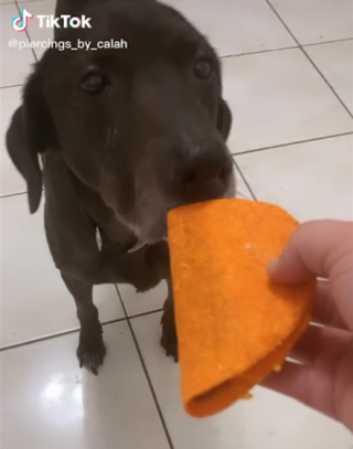 Illustration de l'article : Le dernier adieu émouvant d'une femme à son chien senior et malade provoque un flot de larmes sur Internet (vidéo)