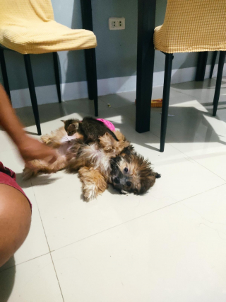 Illustration de l'article : 20 photos de chats et de chiens dont l'amitié est plus forte que tout