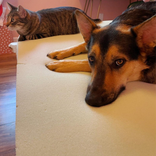 Illustration de l'article : 20 photos de chats et de chiens dont l'amitié est plus forte que tout