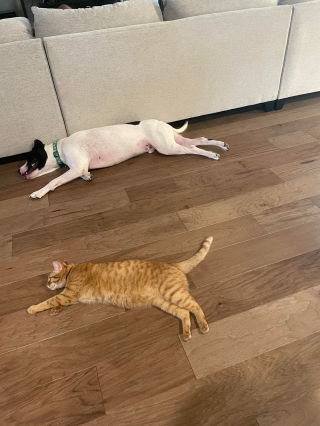 Illustration de l'article : 20 photos de chats et de chiens dont l'amitié est plus forte que tout