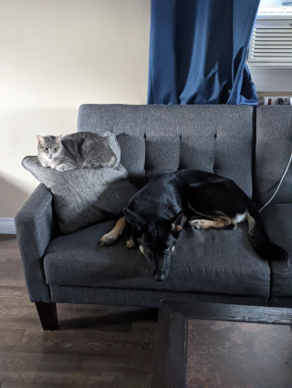 Illustration de l'article : 20 photos de chats et de chiens dont l'amitié est plus forte que tout