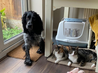 Illustration de l'article : 20 photos de chats et de chiens dont l'amitié est plus forte que tout