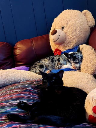 Illustration de l'article : 20 photos de chats et de chiens dont l'amitié est plus forte que tout