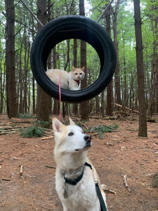 Illustration de l'article : 20 photos de chats et de chiens dont l'amitié est plus forte que tout
