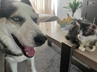 Illustration de l'article : 20 photos de chats et de chiens dont l'amitié est plus forte que tout