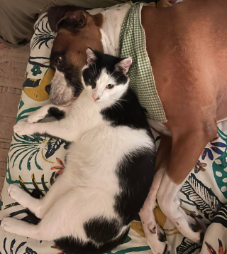 Illustration de l'article : 20 photos de chats et de chiens dont l'amitié est plus forte que tout