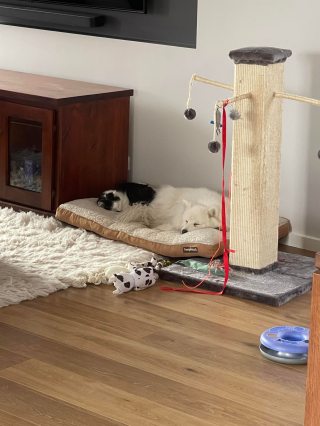 Illustration de l'article : 20 photos de chats et de chiens dont l'amitié est plus forte que tout