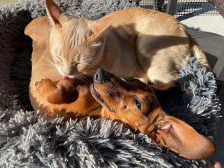 Illustration de l'article : 20 photos de chats et de chiens dont l'amitié est plus forte que tout