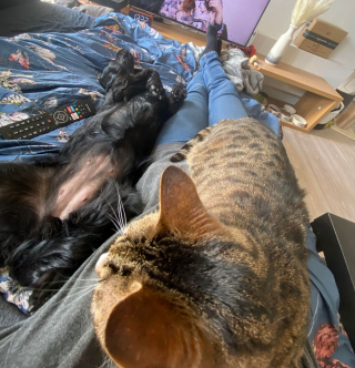 Illustration de l'article : 20 photos de chats et de chiens dont l'amitié est plus forte que tout