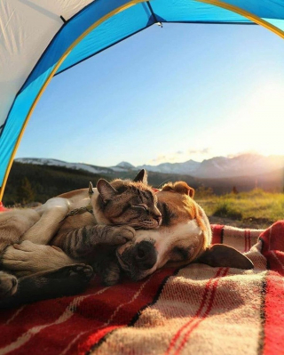 Illustration de l'article : 20 photos de chats et de chiens dont l'amitié est plus forte que tout