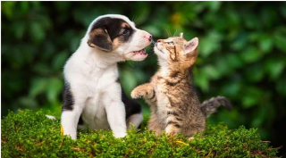 Illustration de l'article : 20 photos de chats et de chiens dont l'amitié est plus forte que tout