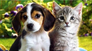 Illustration de l'article : 20 photos de chats et de chiens dont l'amitié est plus forte que tout