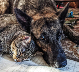 Illustration de l'article : 20 photos de chats et de chiens dont l'amitié est plus forte que tout