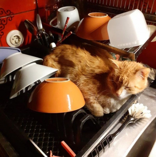 Illustration de l'article : 20 photos amusantes d'animaux qui sont de vrais petits fauteurs de troubles !