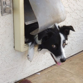 Illustration de l'article : 20 photos amusantes d'animaux qui sont de vrais petits fauteurs de troubles !