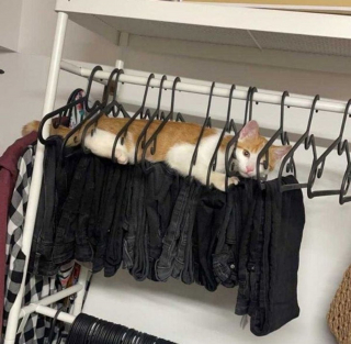 Illustration de l'article : 20 photos amusantes d'animaux qui sont de vrais petits fauteurs de troubles !