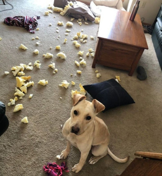 Illustration de l'article : 20 photos amusantes d'animaux qui sont de vrais petits fauteurs de troubles !