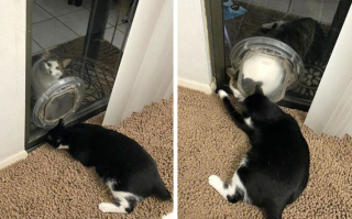 Illustration de l'article : 20 photos amusantes d'animaux qui sont de vrais petits fauteurs de troubles !