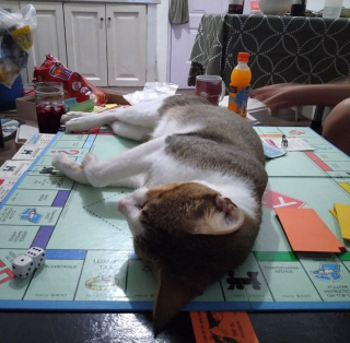 Illustration de l'article : 20 photos amusantes d'animaux qui sont de vrais petits fauteurs de troubles !