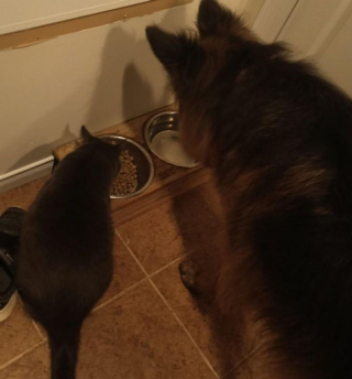 Illustration de l'article : 20 photos amusantes d'animaux qui sont de vrais petits fauteurs de troubles !