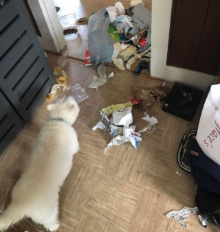 Illustration de l'article : 20 photos amusantes d'animaux qui sont de vrais petits fauteurs de troubles !