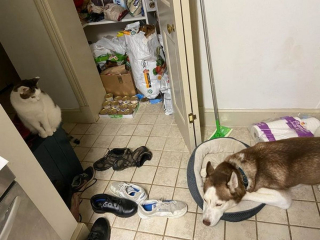 Illustration de l'article : 20 photos amusantes d'animaux qui sont de vrais petits fauteurs de troubles !