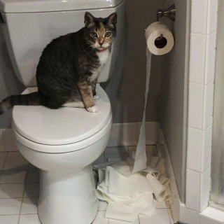 Illustration de l'article : 20 photos amusantes d'animaux qui sont de vrais petits fauteurs de troubles !