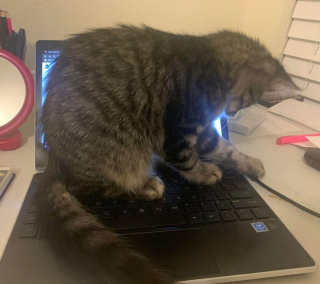 Illustration de l'article : 20 photos amusantes d'animaux qui sont de vrais petits fauteurs de troubles !