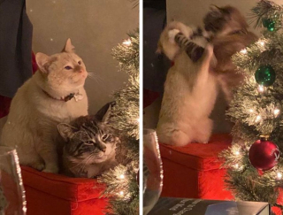 Illustration de l'article : 20 photos amusantes d'animaux qui sont de vrais petits fauteurs de troubles !