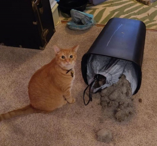 Illustration de l'article : 20 photos amusantes d'animaux qui sont de vrais petits fauteurs de troubles !