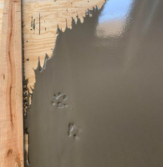 Illustration de l'article : 20 photos amusantes d'animaux qui sont de vrais petits fauteurs de troubles !