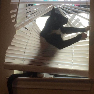 Illustration de l'article : 20 photos amusantes d'animaux qui sont de vrais petits fauteurs de troubles !