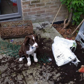 Illustration de l'article : 20 photos amusantes d'animaux qui sont de vrais petits fauteurs de troubles !